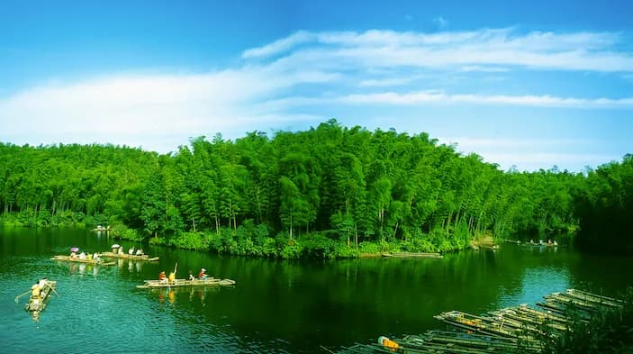 Bamboo Sea