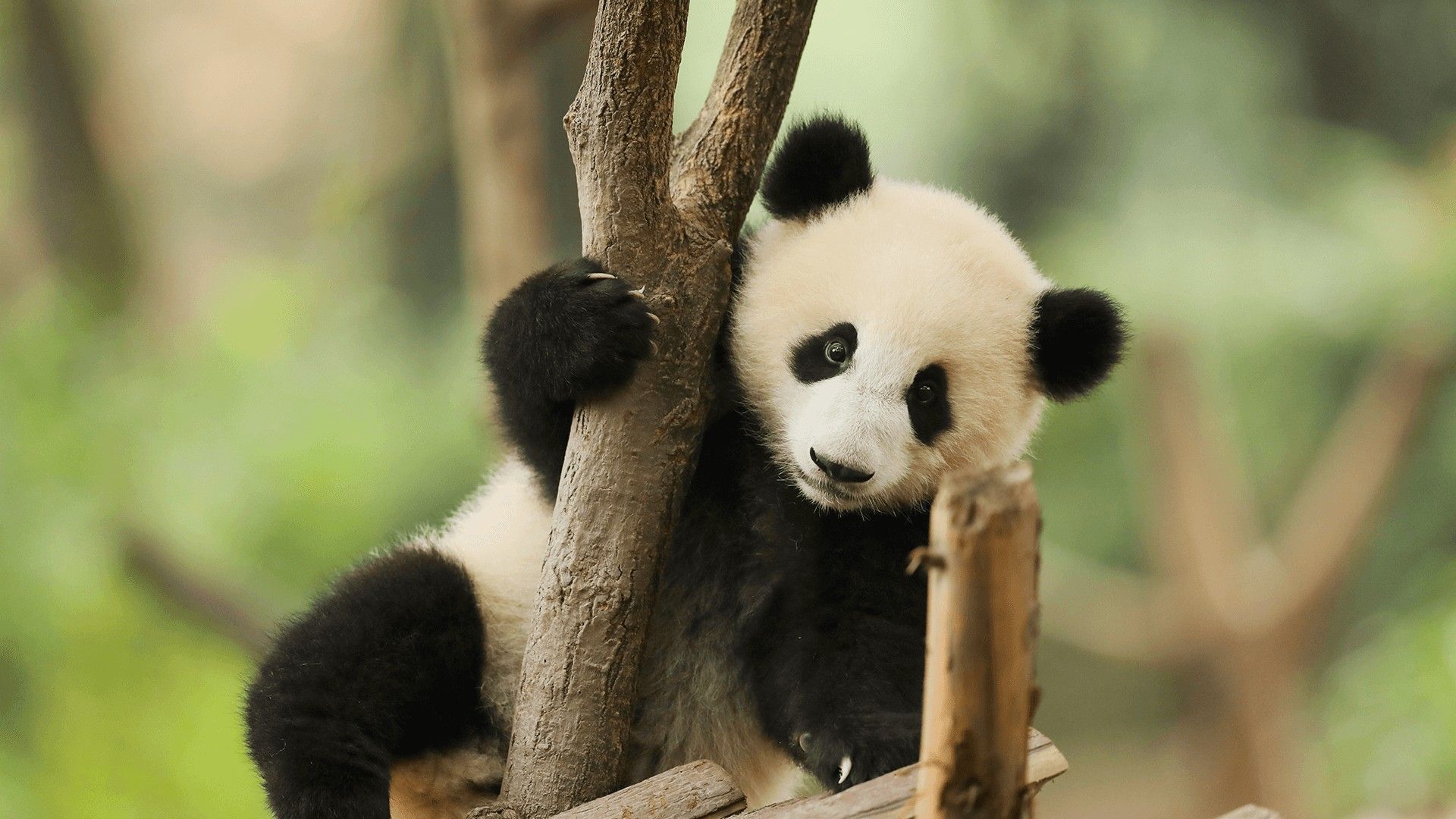 Chengdu Research Base of Giant Panda Breeding