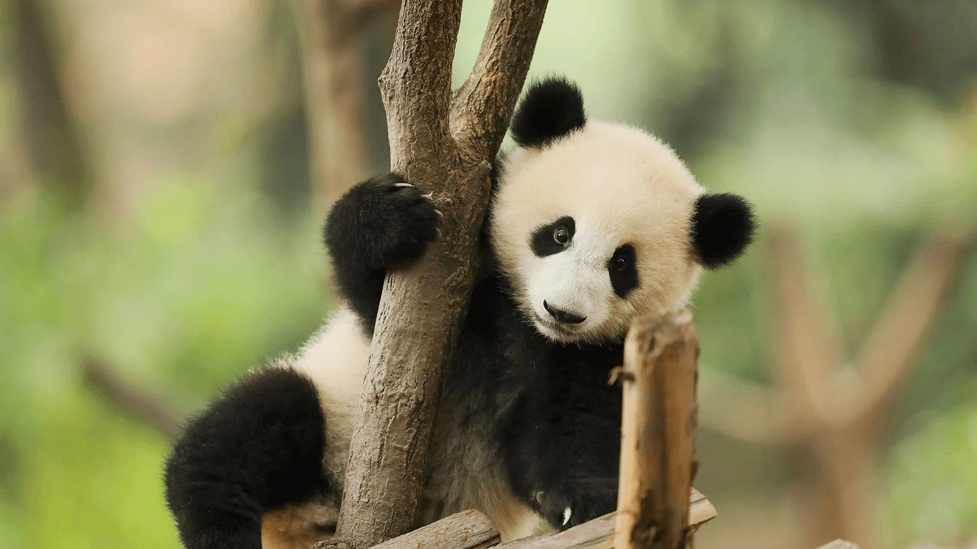 Chengdu Research Base of Giant Panda Breeding