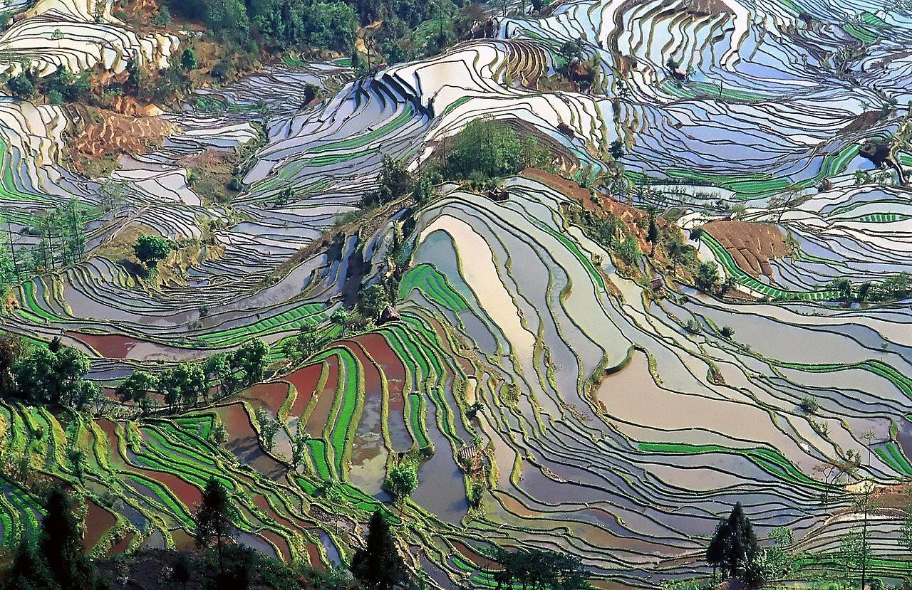 Yuanyang Hani Rice Terraces
