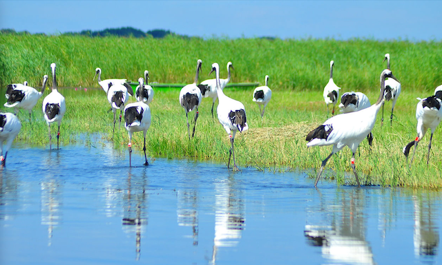 Zhalong Nature Reserve